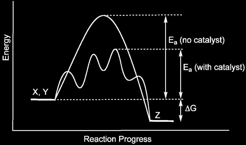 Either a new reaction intermediate is formed or the probability of successful collisions is increased.