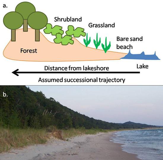 Figure 1: Chronosequences are often used to study succession (A) Typical chronosequence for sand dune succession.