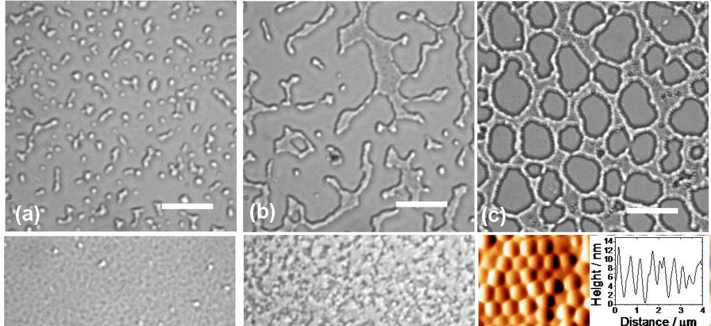 7 Achieving uniform microgel films using spin-coating As a preliminary study to determine the MG concentration required to form uniform coatings, MG particles dispersed in toluene were spin-coated