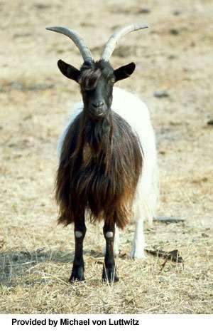 goat (single color: