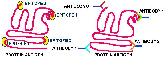 Antigens and Epitopes Antigens are molecules that induce immune system to