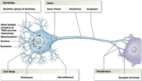 The Nerve Tissue Neuron - the nerve cell Dendrites - receives information from other neuron cells - input receivers.