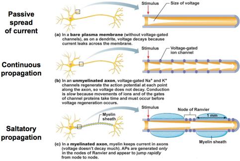 Saltatory propagation is the fastest way of information being sent across a neuron as the myelin sheaths