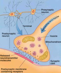 Chemical Synapses 1. Action potentials arriving at the pre-synaptic terminal cause voltage-gated Calcium ion channels to open. 2.
