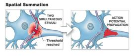 Inhibitory postsynaptic potential (IPSP): Hyperpolarisation occurs --> opening chemically gated K+ channels.
