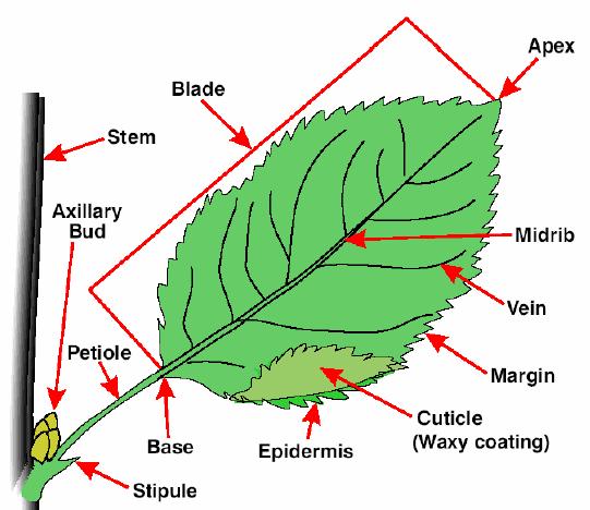 Leaves Are the center of food production in the plant Photosynthesis and