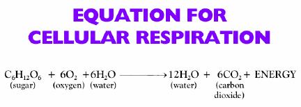 uptake and release of liquids and gases, especially water and CO 2, by plants.