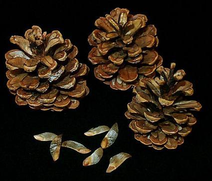 Plants can be classified by the type of their seed structure Gymnosperm: naked seed Angiosperm: seed within a fruiting body The gymnosperms add the next level of complexity to plant evolution: they