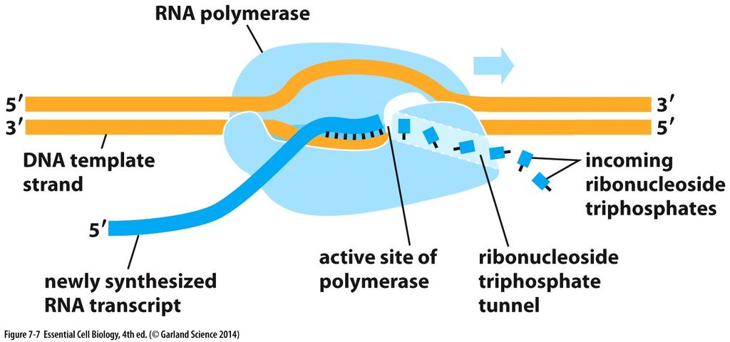 RNA Polymerase: DNA is transcribed