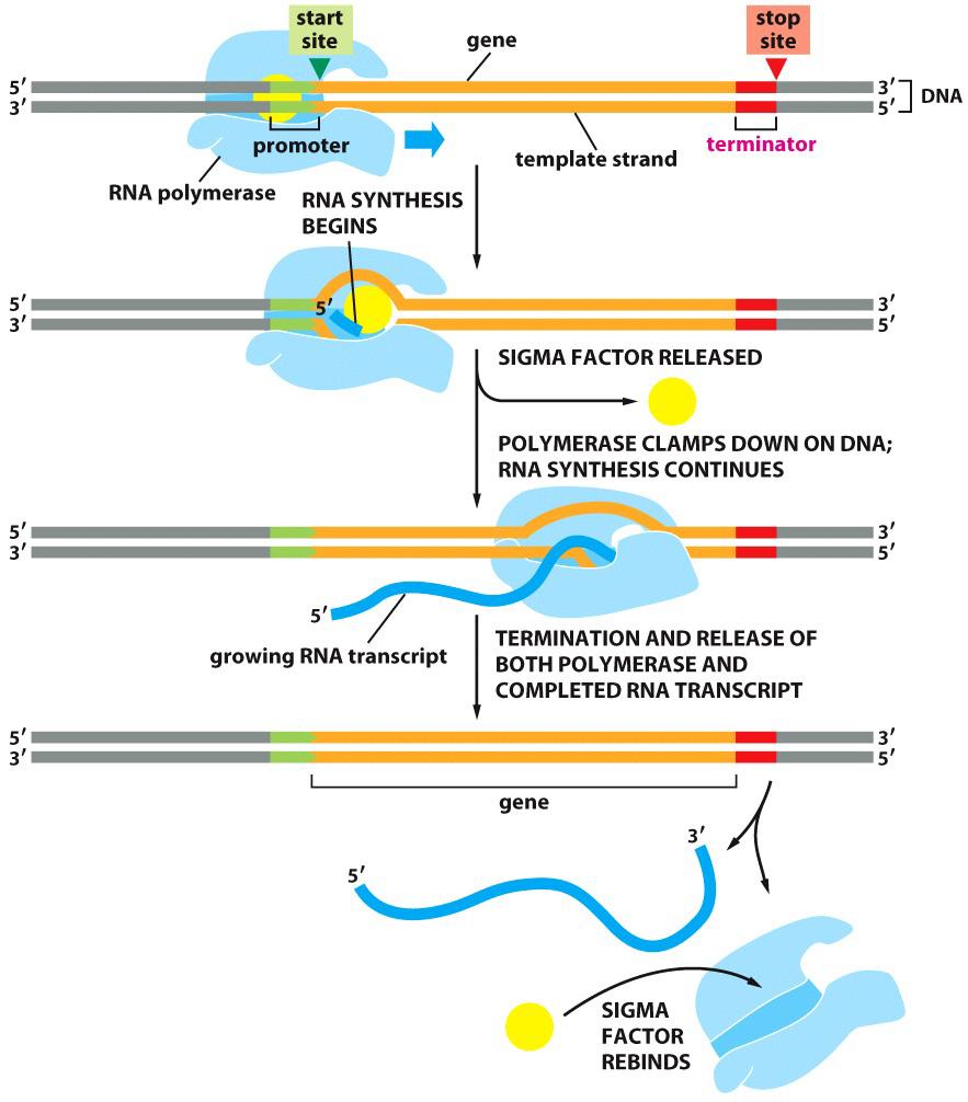 Transcription Start/Stop: Signals in the nucleotide sequence of a