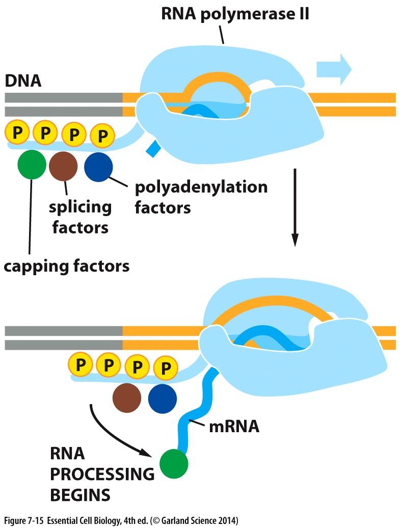 II) RNA processing RNA Polymerase Modification: Phosphorylation of the