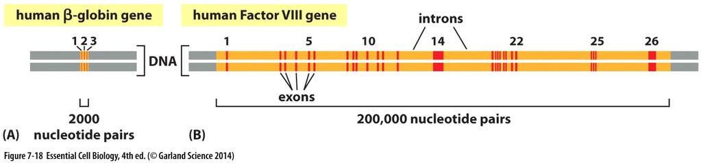 II) RNA processing Intron/Exons: Most protein-coding