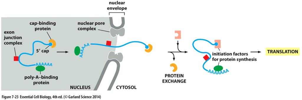 II) RNA processing mrna Nuclear Export: A specialized set of