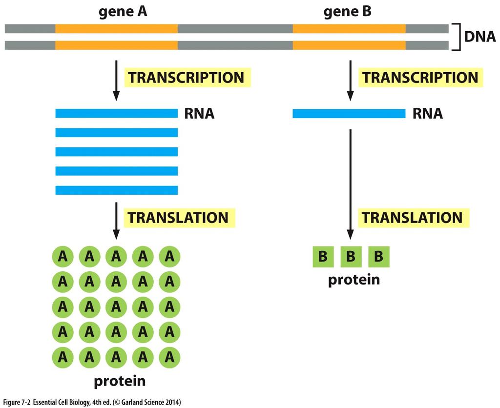 Different Transcription Rates: A cell can