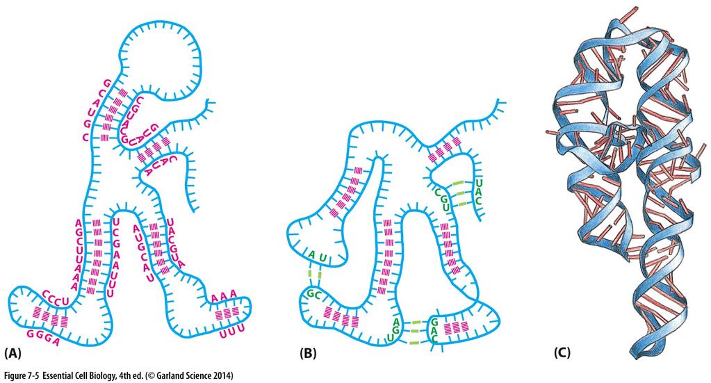 Secondary Structure: RNA molecules can form