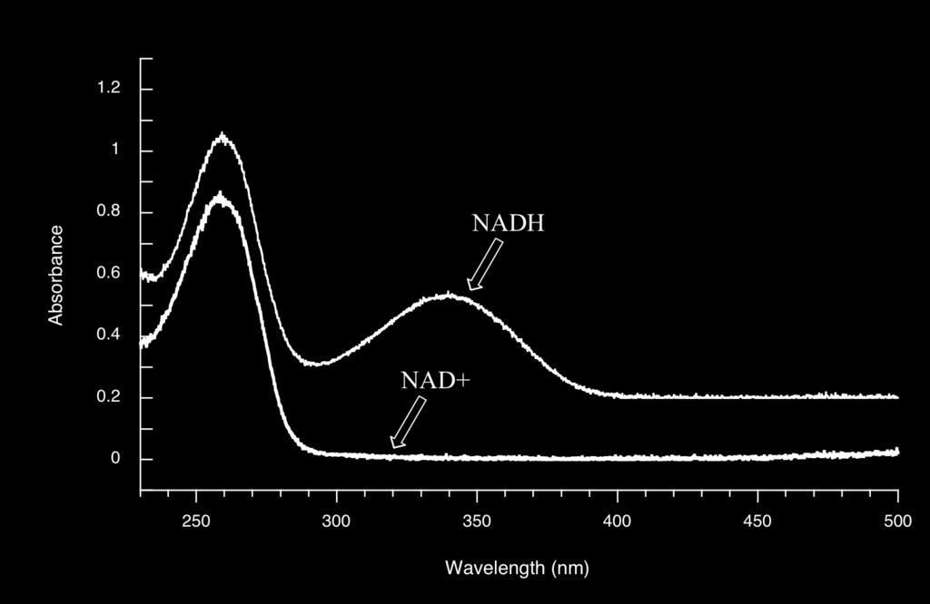 NADH being formed as the reaction proceeds, and calculate the rate of the reaction. UV spectroscopy is also very useful in the study of proteins.