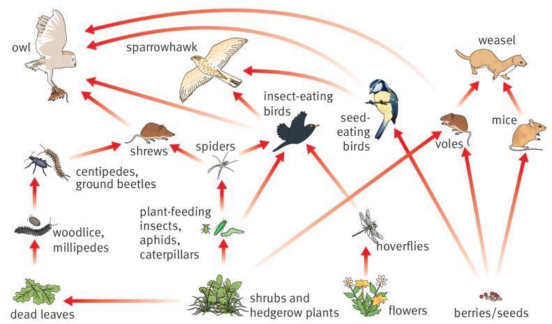 Homework Four Look back over your work or use a revision book to answer all these questions. 1 What word is used to describe organisms that can breed successfully with each other?