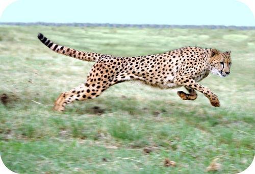 Thinking about acceleration Suppose that a cheetah, starting from rest, has an acceleration of over 33 km/hr/s, or kilometers per hour per second.