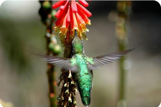 Section 1: How does a different frame of reference change the observed motion of an object? The wings of this hummingbird are moving so fast that they re just a blur of motion.