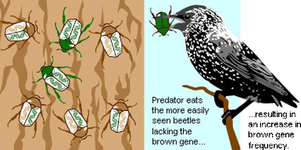 Natural Selection Natural Selection- differential reproductive success.