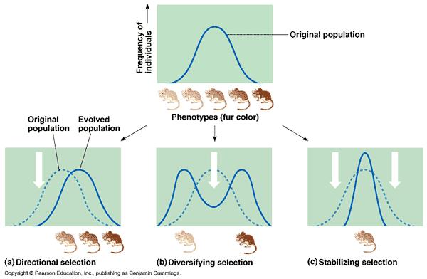 Natural Selection Natural Selection- can alter frequency distribution of