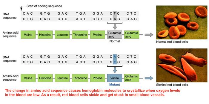 Sickle Cell Trait & Malaria This is a substitution mutation notice the thymine was switched with alanine.
