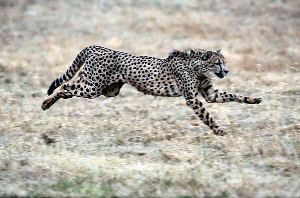 The Cheetah: A cat that is built for speed.