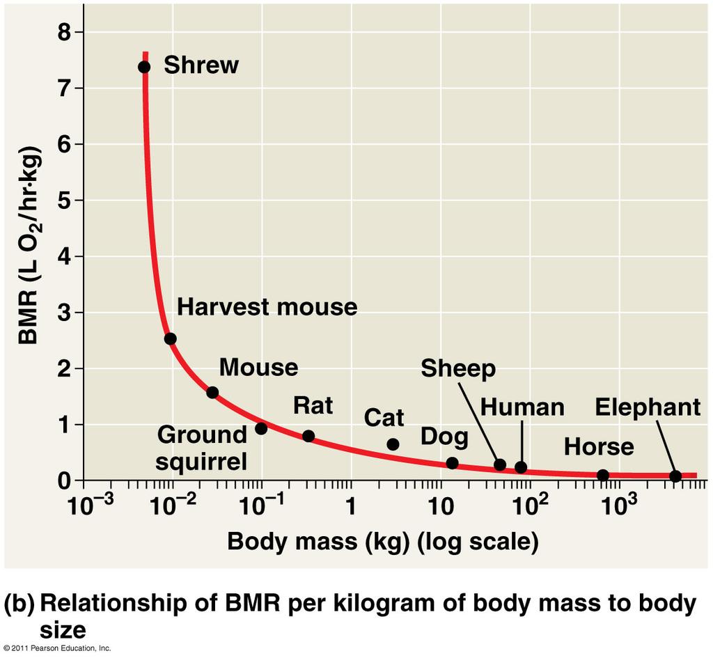 rest Standard metabolic rate (SMR) - ectotherm at rest 40.19 19 40.