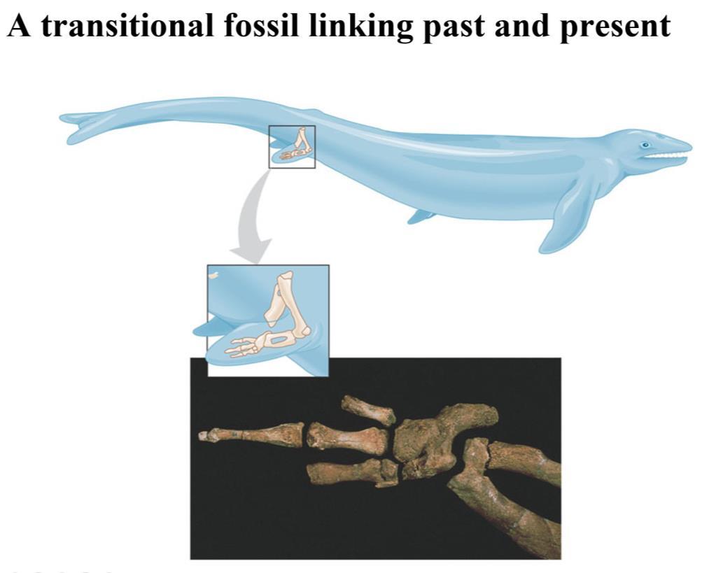 Fossils can be dated by a variety of methods that provide evidence for evolution.