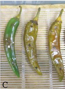 Colletotrichum gloeosporioides on chilli at 25, 15 days