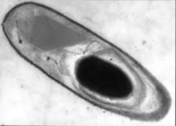 INTRO Bacillus thuringiensis During sporulation, Bt strain produce
