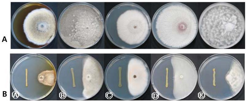 Antimicrobial activity against plant pathogenic fungi a A. solani, b B. cinerea, c C.