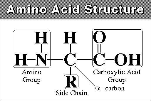 Amino acid general formula: Amino acids consist of: A basic amino group ( NH 2 )