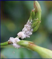 If plants are heavily-infested with mealybugs; then dispose of plants