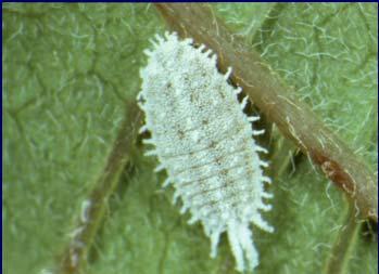 Mealybugs Tend To Feed In Cryptic Habitats.