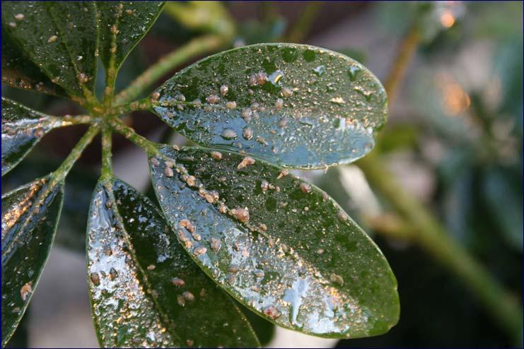 Insecticides, And Biological Control Agents Mealybugs Reside Or Hide