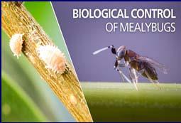 Mealybug Feeding Behavior Although mealybugs feed in the phloem sieve tubes