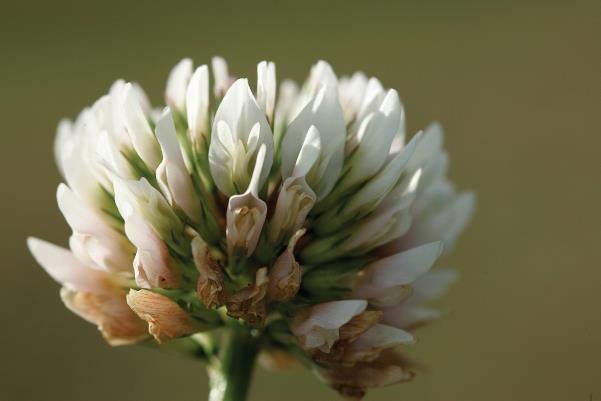 White clover Allotetraploid