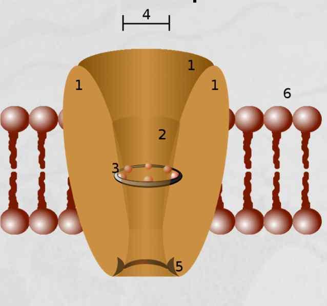 of voltage-gated ion channels.