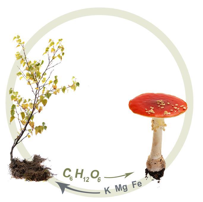 A mutually beneficial relationship, which is characterized by movement of carbon flows to the fungus and inorganic nutrients move to the plant, thereby providing a critical linkage between the plant