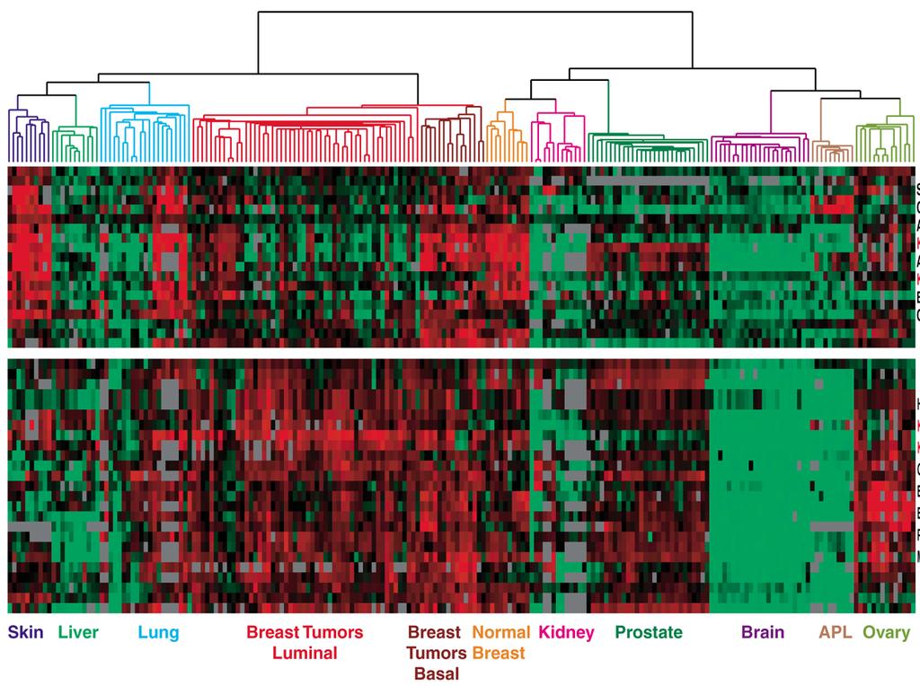 Dendrogram of Cancers in Human Tumors in similar tissues cluster together.