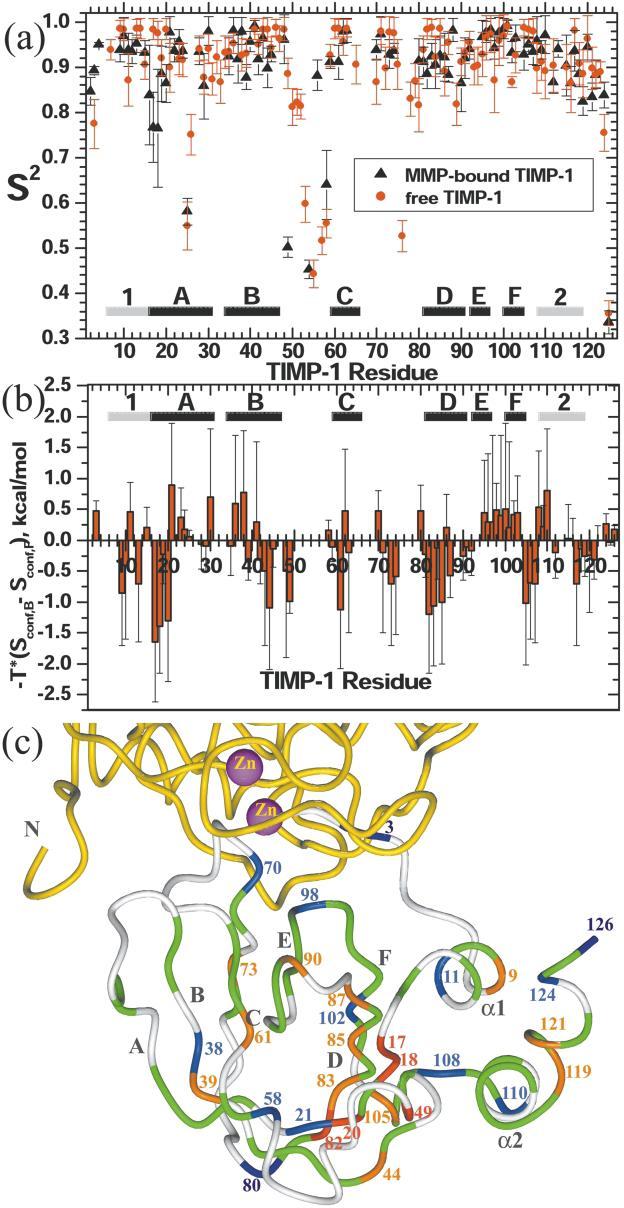 Changes in protein dynamics Changes in backbone dynamics MMP Rigified: