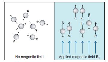 In the absence of a magnetic field, the magnetic moments of the protons of a given sample are randomly oriented.