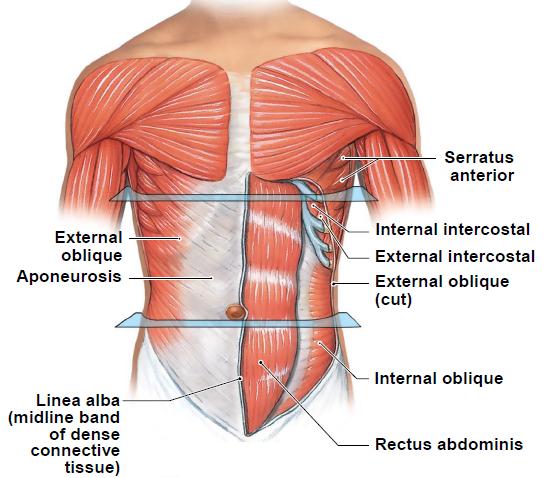 III. Gross Anatomy: Skeletal Muscle A. Connective Tissue Protection Muscle fibers are fragile Protected by... «Surrounded by connective tissue «Bundled together B.