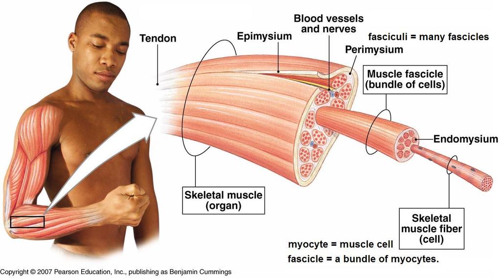 IV. Microscopic Anatomy: Skeletal Muscle A. Sarcolemma: plasma membrane of muscle fiber B.