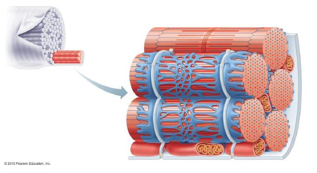 IV. Microscopic Anatomy: Skeletal Muscle cont'd MYOFIBRIL F.