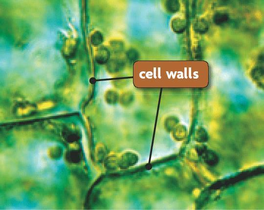 3.2 Cell Organelles Plant cells have cell walls