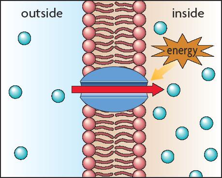 3.5 Active Transport, Endocytosis, and Exocytosis Active transport requires energy input from a cell and enables a cell to move a substance against its concentration gradient.