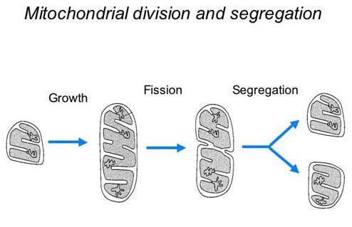 B. Evidence: 1. Mitochondria and Chloroplasts have their own DNA 2.