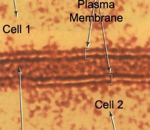 of a phospholipid bilayer Outside of cell Cell membrane Proteins